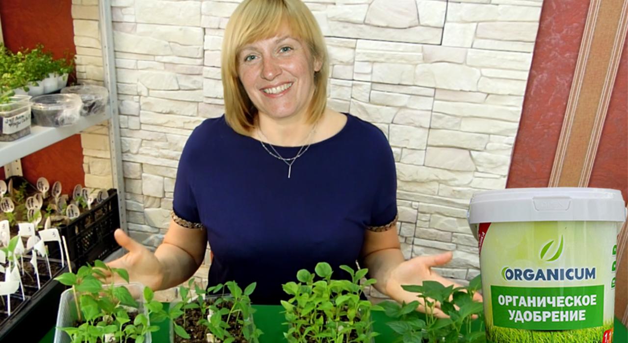 сажаем рассаду. когда сеять перец на рассаду на урале. как сеять перец на рассаду в домашних условиях. когда сеять перец на рассаду на урале. какой объем горшка для выращивания перцев.